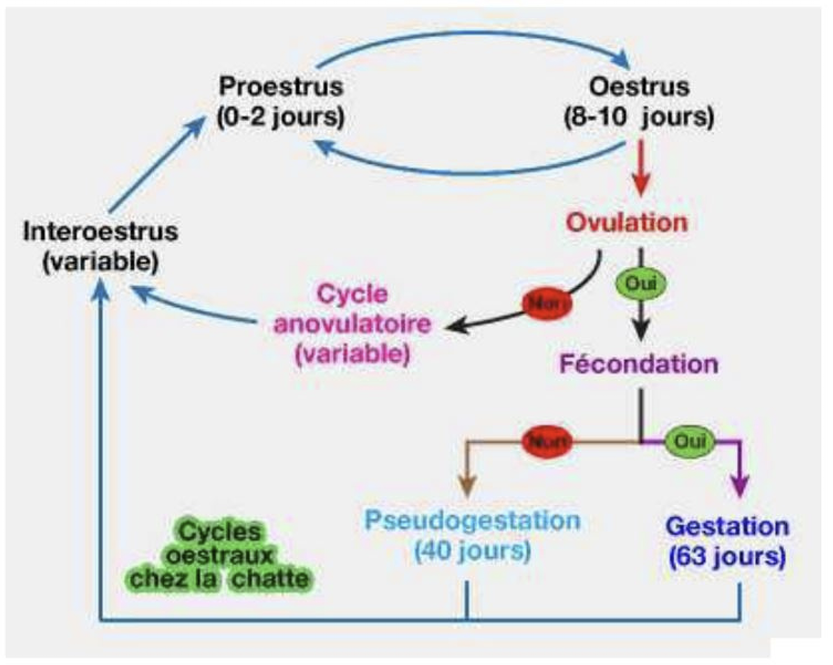 Illustration — LE CYCLE DE LA REPRODUCTION