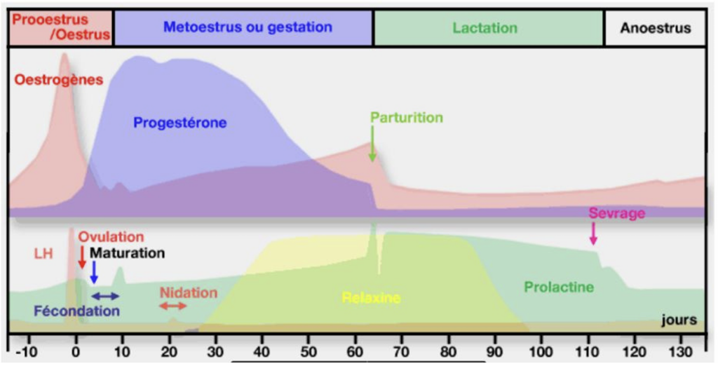 Illustration — LES VARIATIONS HORMONALES AU COURS DU CYCLE