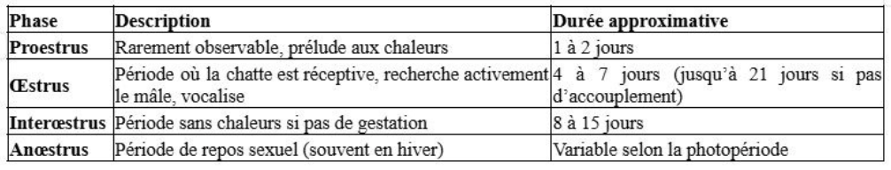 Illustration — PREMIER CYCLE SEXUEL CHEZ LA CHATTE