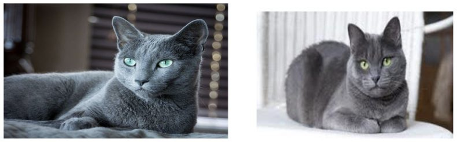 Illustration — LES ROBES CHEZ LE CHAT