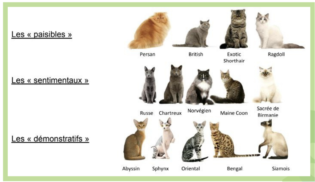 Illustration — CLASSIFICATION DES RACES