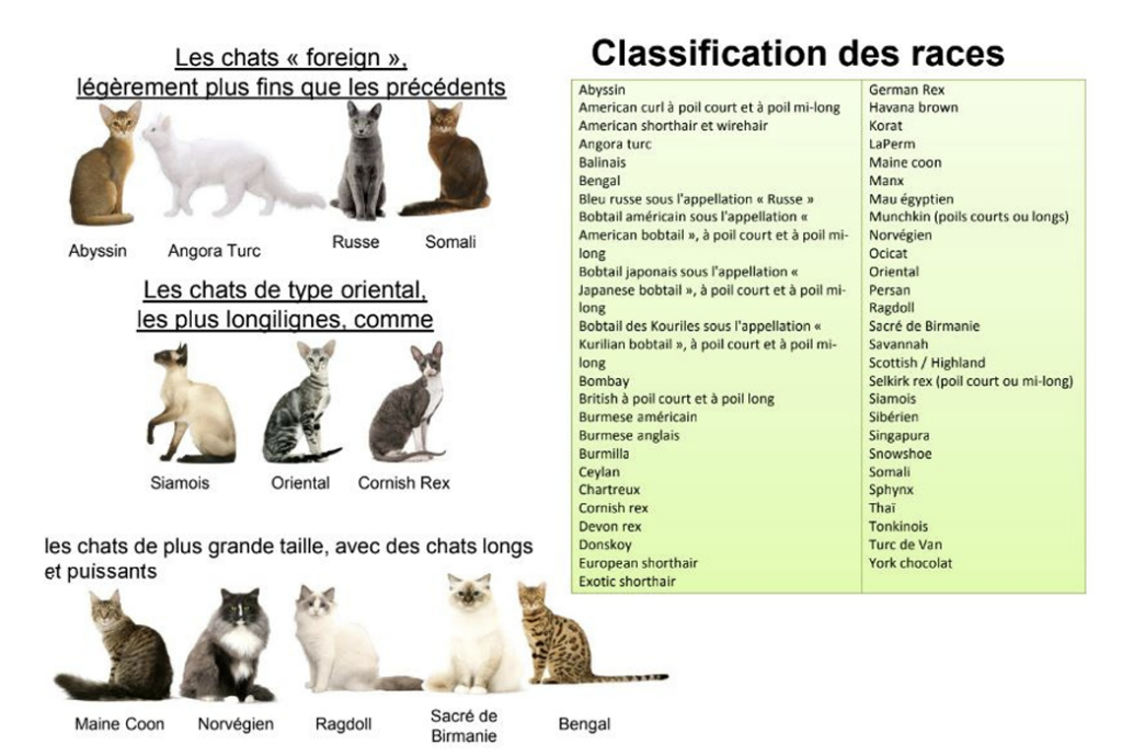 Illustration — CLASSIFICATION DES RACES