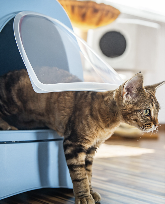 Illustration — EXIGENCES POUR LE FONCTIONNEMENT ET L'ENTRETIEN DES LOCAUX DESTINÉS À HÉBERGER DES CHATS