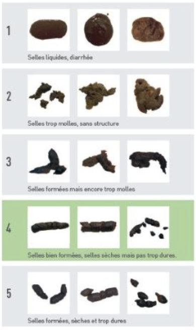Illustration — APPRÉCIATION DE LA QUALITÉ DES SELLES, DE LA QUALITÉ DES POILS