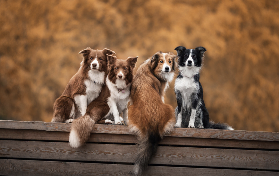 Illustration — LE BIEN-ÊTRE DES CHIENS