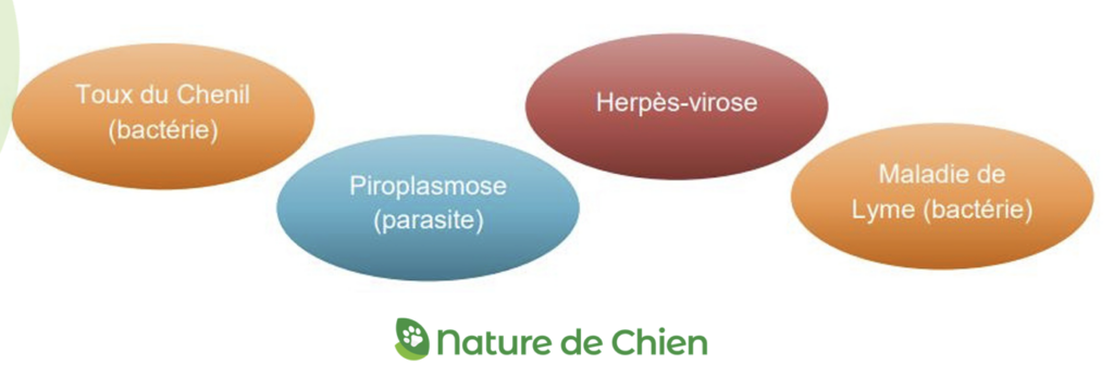 Illustration — PRINCIPALES CATÉGORIES DE MALADIES - LES MALADIES INFECTIEUSES