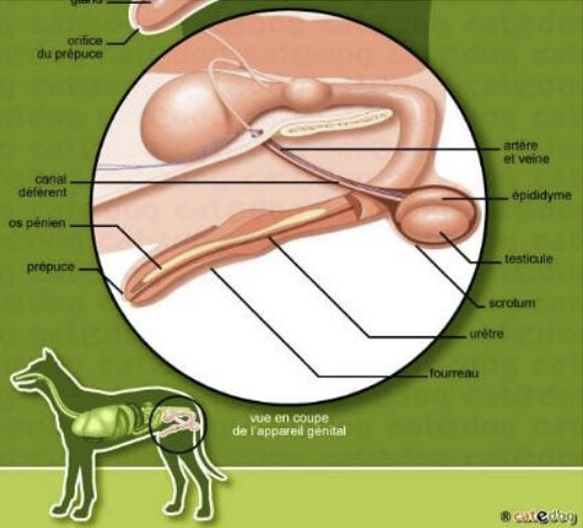 Illustration — ANATOMIE DE L’APPAREIL REPRODUCTEUR MÂLE