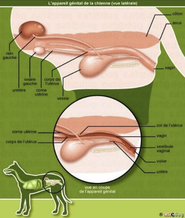 Illustration — ANATOMIE DE L’APPAREIL REPRODUCTEUR FEMELLE