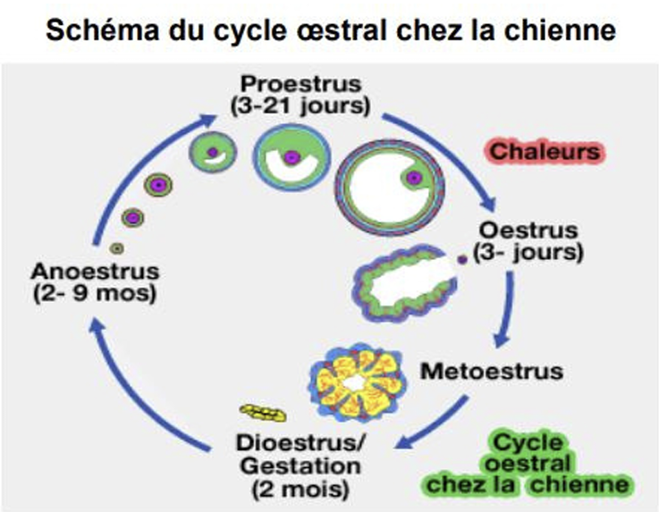 Illustration — CYCLE ŒSTRAL CHEZ LA CHIENNE