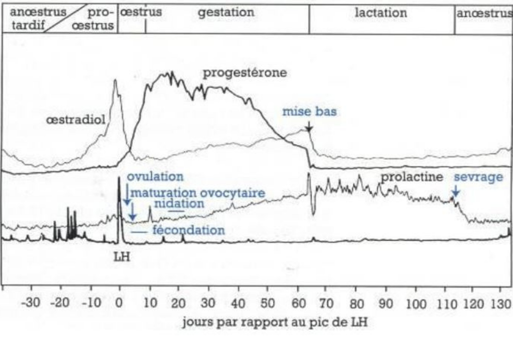 Illustration — LES VARIATIONS HORMONALES CHEZ LA CHIENNE DURANT LE CYCLE DE REPRODUCTION