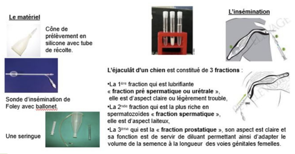 Illustration — L’INSÉMINATION ARTIFICIELLE