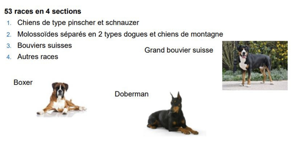 Illustration — CLASSIFICATION DE LA FCI (FÉDÉRATION CYNOLOGIQUE INTERNATIONALE)