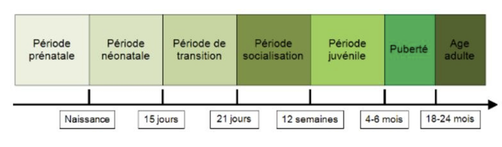 Illustration — LES STADES DU DÉVELOPPEMENT