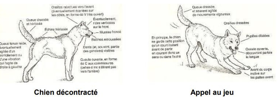 Illustration — LES DIFFÉRENTES POSTURES CHEZ LE CHIEN