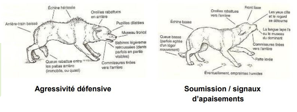 Illustration — LES DIFFÉRENTES POSTURES CHEZ LE CHIEN
