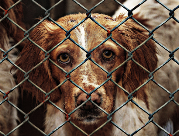 Illustration — LES ASSOCIATIONS DE PROTECTION ANIMALE