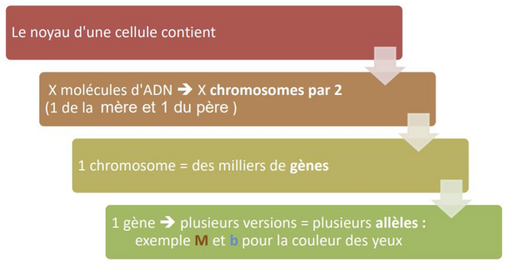 Illustration — LES BASES DE LA GÉNÉTIQUE